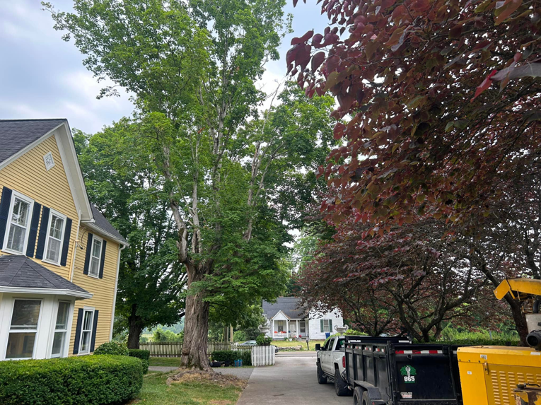 A large tree next to a residential home with a tree service truck and debris trailer from 865 Tree Care in Knoxville, TN.