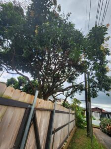 A large tree with visible trimmed branches behind a wooden fence, indicating recent tree care by ALOHA TREE CARE in Meridian, ID.