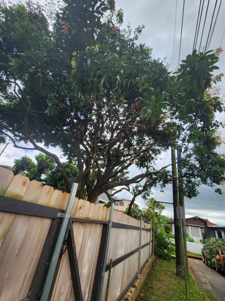 A large tree with visible trimmed branches behind a wooden fence, indicating recent tree care by ALOHA TREE CARE in Meridian, ID.