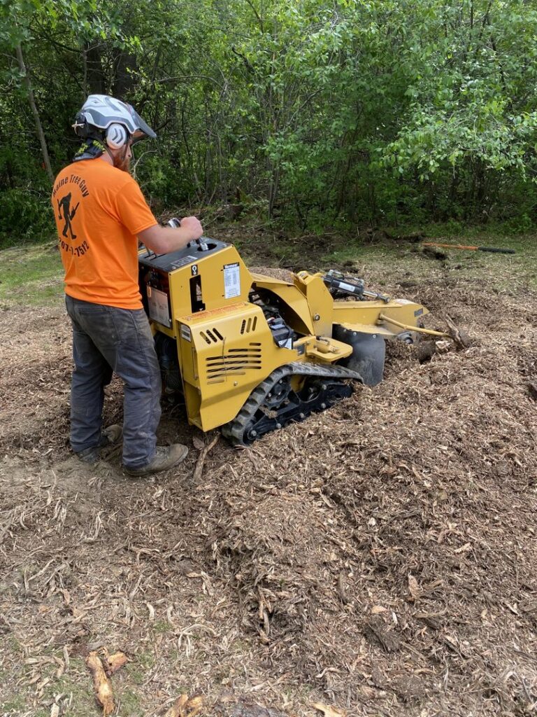 A large tree with a worker performing services and cut branches on the ground by Maine Tree Guy LLC in Auburn, ME.