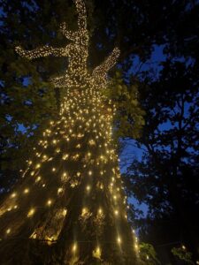 A large tree professionally wrapped with warm white Christmas lights by Chicago Christmas Lights LLC in Chicago, IL.