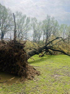 A large uprooted tree fallen in a grassy field, showing its extensive root system, ready for removal by G&H Tree Service in Jackson, TN.