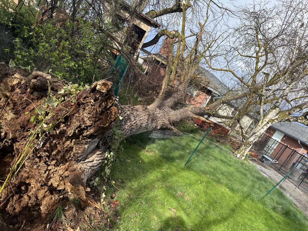 A large uprooted tree fallen next to a house, indicating emergency tree removal services by DeMasters Tree Care LLC in Nampa, ID.