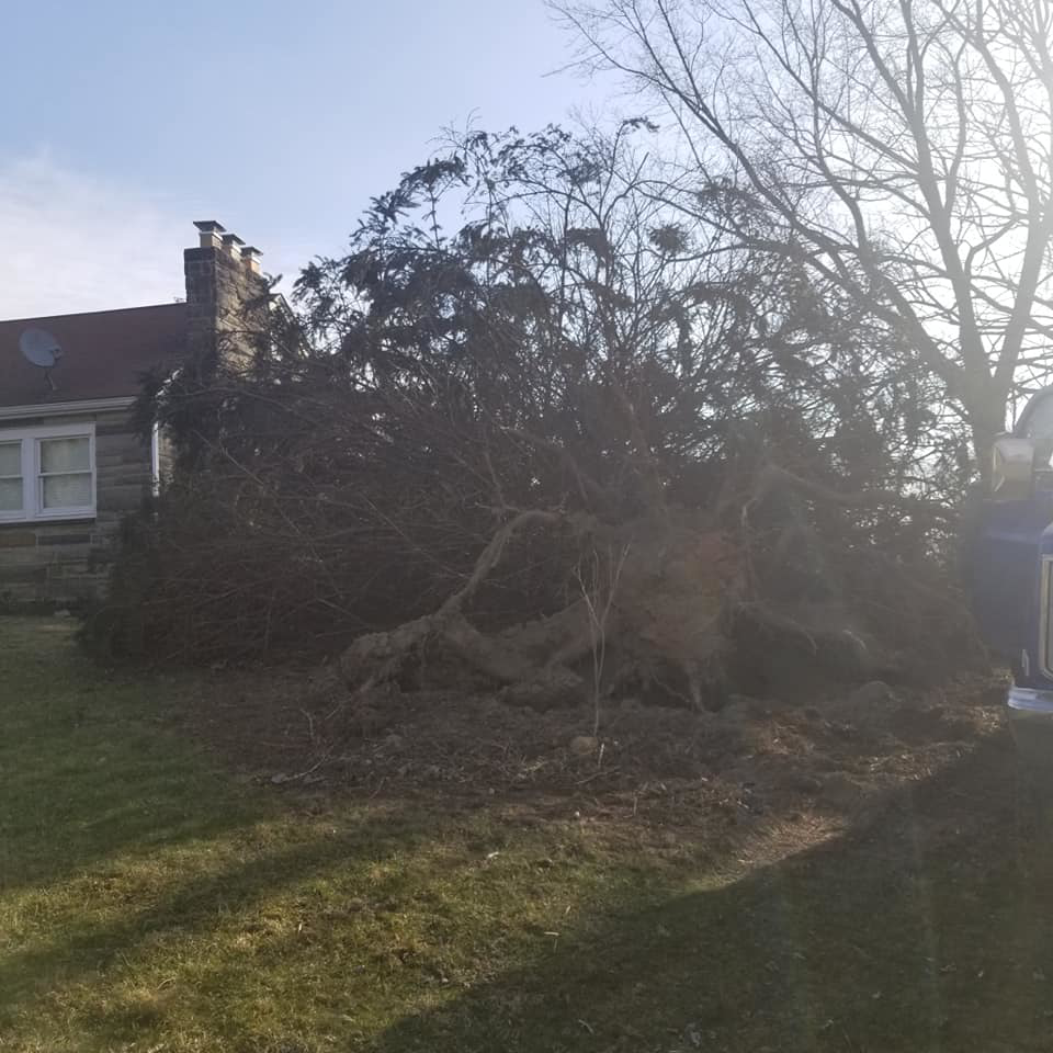 A large uprooted tree requiring removal services from Cunningham Tree Service in Murrysville, PA.
