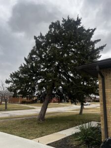 A large evergreen tree leaning precariously towards a house, indicating a potential hazard for Dave's Tree & Stump Removal LLC in Parma, OH.