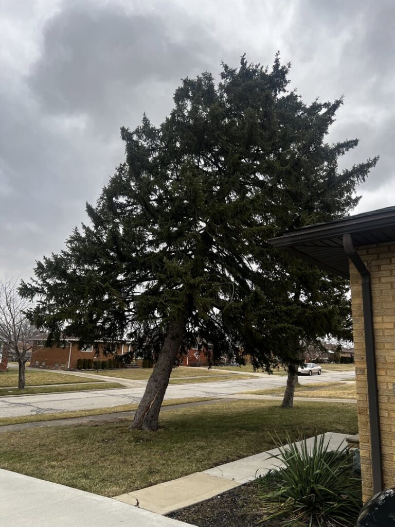 A large evergreen tree leaning precariously towards a house, indicating a potential hazard for Dave's Tree & Stump Removal LLC in Parma, OH.