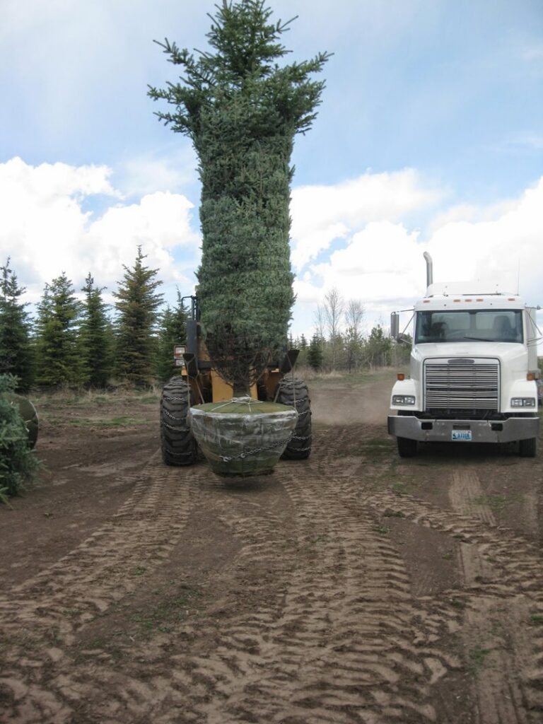 A front-end loader with a tree spade carrying a large evergreen tree for Trees Inc - Wyoming in Jackson, WY
