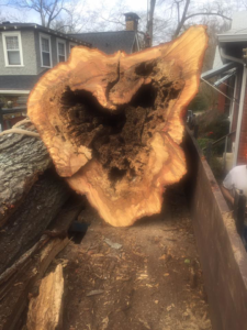 A large hollow tree trunk section being loaded as debris from a tree removal by Dad's Tree Care Inc. in Kirkwood, Atlanta, GA.