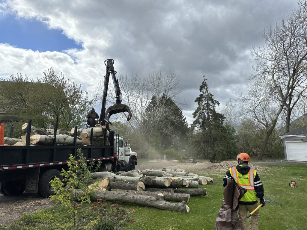 Wildwood Tree Service crew loading large tree logs onto a truck with a grapple attachment during a cleanup operation in Elgin, IL.