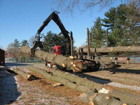 A log loader moving a large tree trunk onto a trailer for Shechtman Tree Care in Philadelphia, PA.