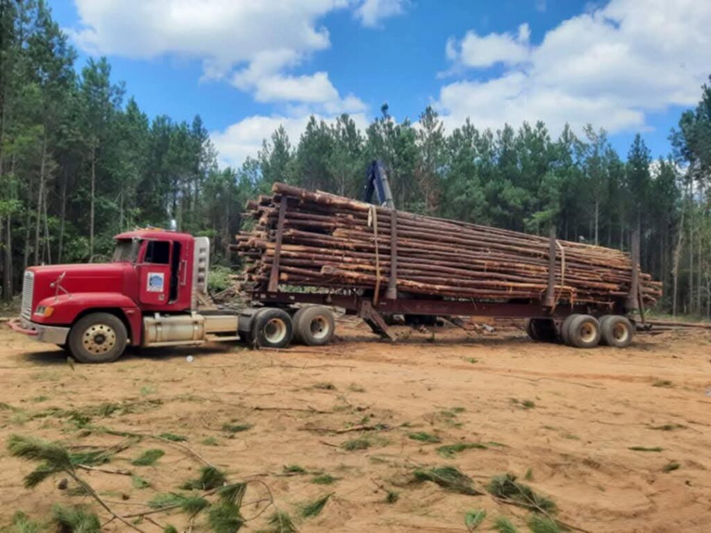 A red logging truck fully loaded with timber logs, showcasing large-scale tree removal and land clearing by D&M Tree and Land Services in Macon, GA.
