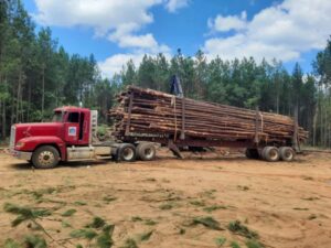 A red logging truck fully loaded with timber logs, showcasing large-scale tree removal and land clearing by D&M Tree and Land Services in Macon, GA.