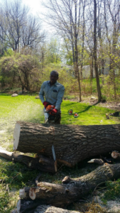 A man cutting a large tree log with a chainsaw on a residential lawn for WoodChuck Tree Service in Rochester, NY.