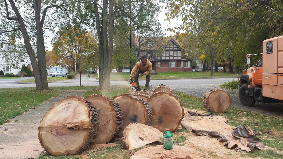 A man using a chainsaw to cut large tree logs on a residential property for WoodChuck Tree Service in Rochester, NY.