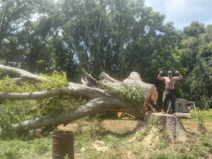 A man flexing next to a large fallen tree trunk and stump, showcasing a completed tree removal by Knotty Branches Tree Service in Macon, GA.