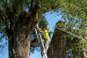 A man on a ladder performing tree work on a large tree next to a house for Atlas Tree Services in Roswell, GA.