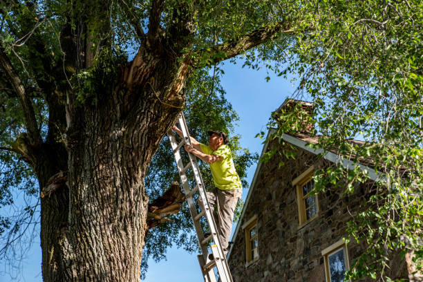 A man on a ladder performing tree work on a large tree next to a house for Atlas Tree Services in Roswell, GA.