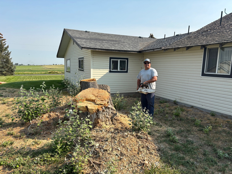 A man holding a chainsaw next to recently cut tree stumps, showcasing work by Idaho Stump Grinding in Twin Falls, ID.