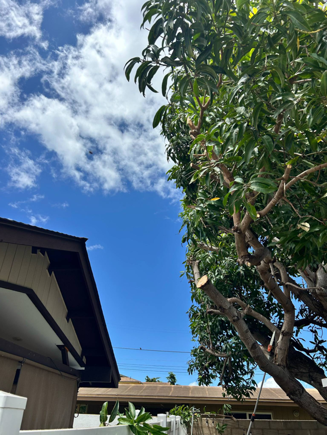 A large mango tree with freshly pruned branches, showing tree trimming work by City Green Care Inc. in Honolulu, HI.