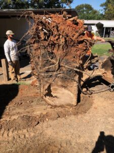 Two workers standing next to a massive tree root ball after a large tree removal by Liberty Tree in Fort Smith, AR.