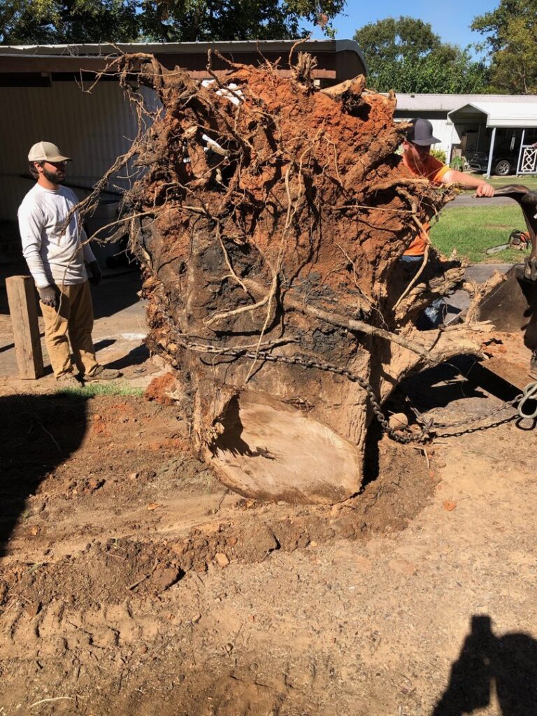 Two workers standing next to a massive tree root ball after a large tree removal by Liberty Tree in Fort Smith, AR.