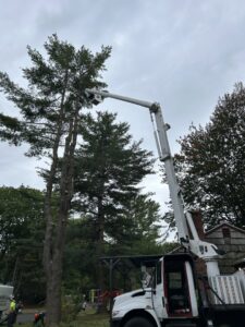 A red mini skid steer with a grapple attachment used by Cassella Tree Service for moving materials in South Portland, ME.