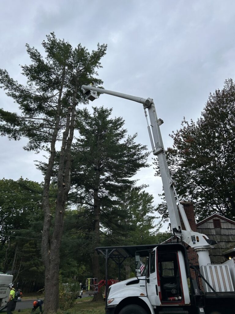 A red mini skid steer with a grapple attachment used by Cassella Tree Service for moving materials in South Portland, ME.