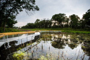 A modern boardwalk with metal railings extending over a wetland by Wickcraft Boardwalks in Madison, WI.