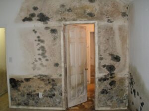 A room with significant mold damage on the walls, needing remediation services from Paul Davis Restoration of Charlotte, NC.