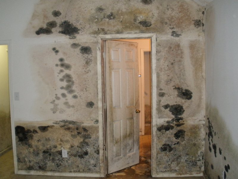 A room with significant mold damage on the walls, needing remediation services from Paul Davis Restoration of Charlotte, NC.