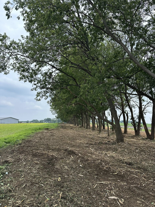 A freshly mulched tree line after clearing services by Dakota Timber Clearing LLC in Wagner, SD