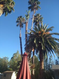 Multiple palm trees undergoing trimming, with fronds being removed, showcasing tree services by Tree Trimming 4 Less in Los Angeles, CA.