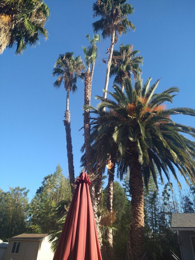 Multiple palm trees undergoing trimming, with fronds being removed, showcasing tree services by Tree Trimming 4 Less in Los Angeles, CA.