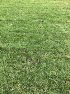 Several distinct piles of pet waste scattered across a green lawn, indicating a job for Poopin Scoopin Cowboy in Edmond, OK.
