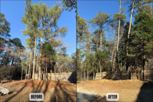 Before and after view of multiple trees removed from a backyard by BW Tree Removal in Aiken, SC.