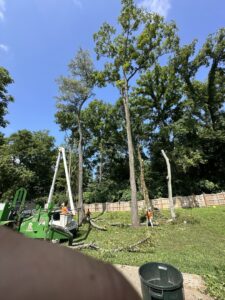 Multiple tree removals in progress with a bucket truck and crew members on a sunny day by Ace Tree Chopper in Nashville, TN.