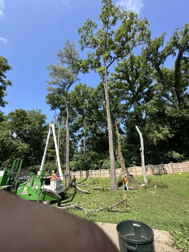 Multiple tree removals in progress with a bucket truck and crew members on a sunny day by Ace Tree Chopper in Nashville, TN.