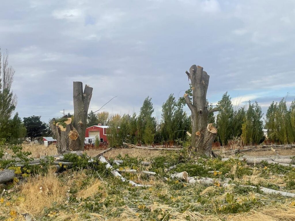 Multiple tree stumps and cut logs from a land clearing or tree removal project by Hunter Tree Services in Nampa, ID.