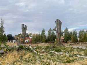 Multiple tree stumps and cut logs from a land clearing or tree removal project by Hunter Tree Services in Nampa, ID.