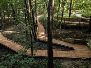 Multiple wooden boardwalks and accessible ramps winding through a dense forest by Wickcraft Boardwalks in Madison, WI.