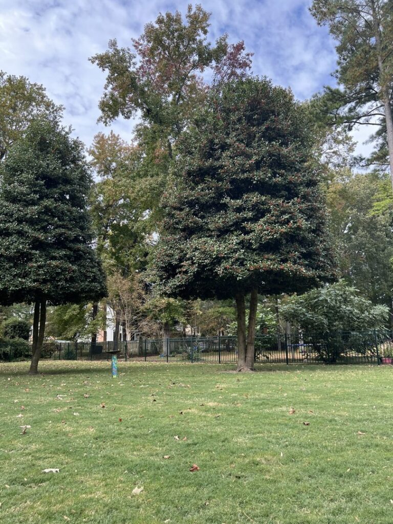 Two neatly trimmed evergreen trees in a well-maintained lawn, showcasing tree shaping by Bayview Tree Service in Poquoson, VA.