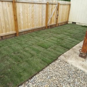 Professional new sod installation by Terrazas yard maintenance & construction LLC in Eugene, OR.