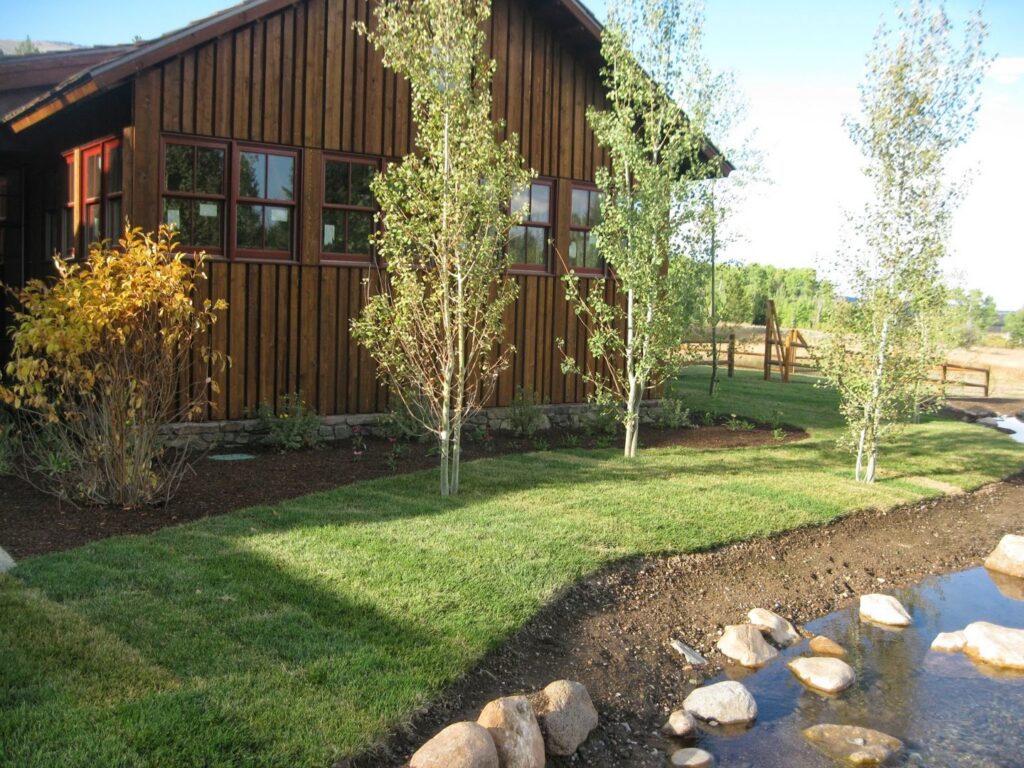 Newly planted aspen trees in a landscaped yard by Trees Inc - Wyoming in Jackson, WY