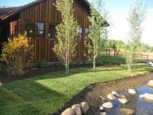 Newly planted aspen trees in a landscaped yard by Trees Inc - Wyoming in Jackson, WY