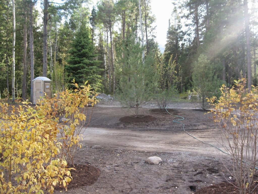 A newly planted evergreen tree in a mulched area by Trees Inc - Wyoming in Jackson, WY