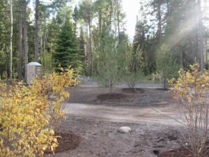 A newly planted evergreen tree in a mulched area by Trees Inc - Wyoming in Jackson, WY