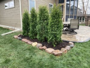 Newly planted evergreen trees in a mulched bed with a rock border by Green Way Landscaping LLC in Iowa City, IA.