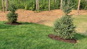 Two newly planted evergreen trees with fresh mulch, installed by Mendez Landscaping and Lawn Care in Kenosha, WI.