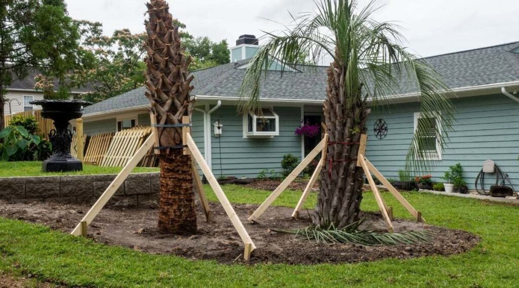 Newly planted palm trees supported by wooden braces in a residential yard by Tree Service Henderson in Henderson, NV.