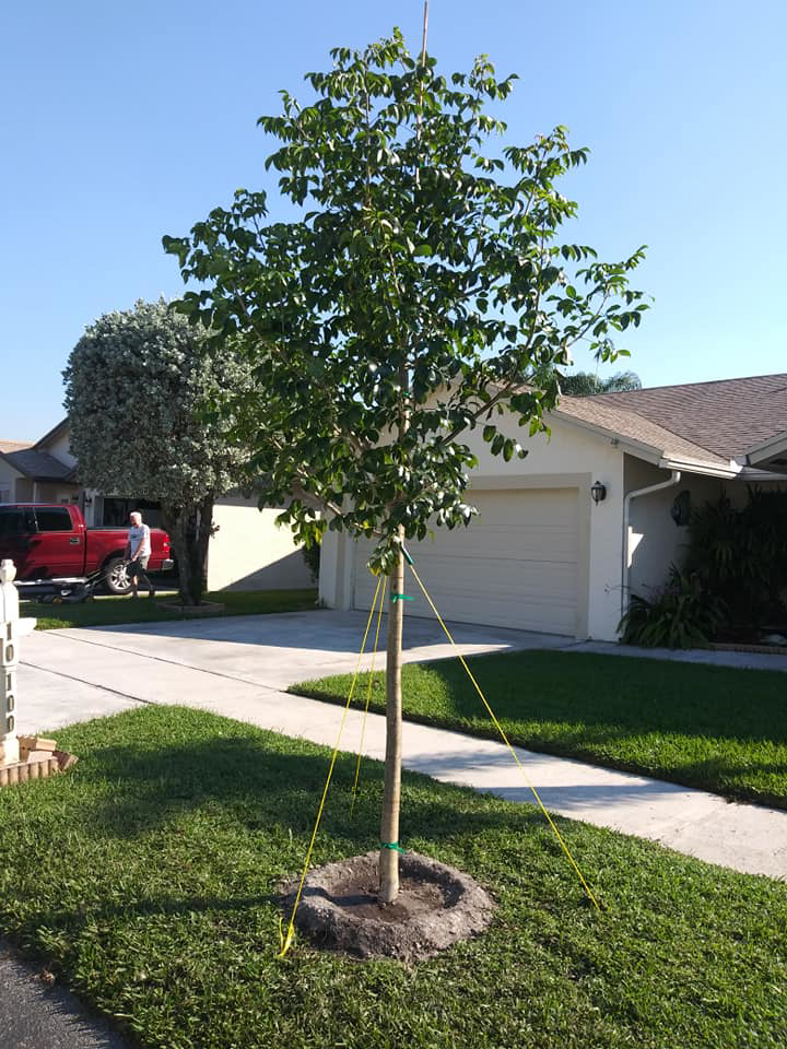 A newly planted tree with support stakes, showcasing tree installation by MJ'z Tree and Landscaping Service LLC in Fort Lauderdale, FL.